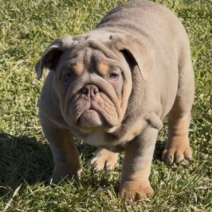 AKC Lilac Tri Female