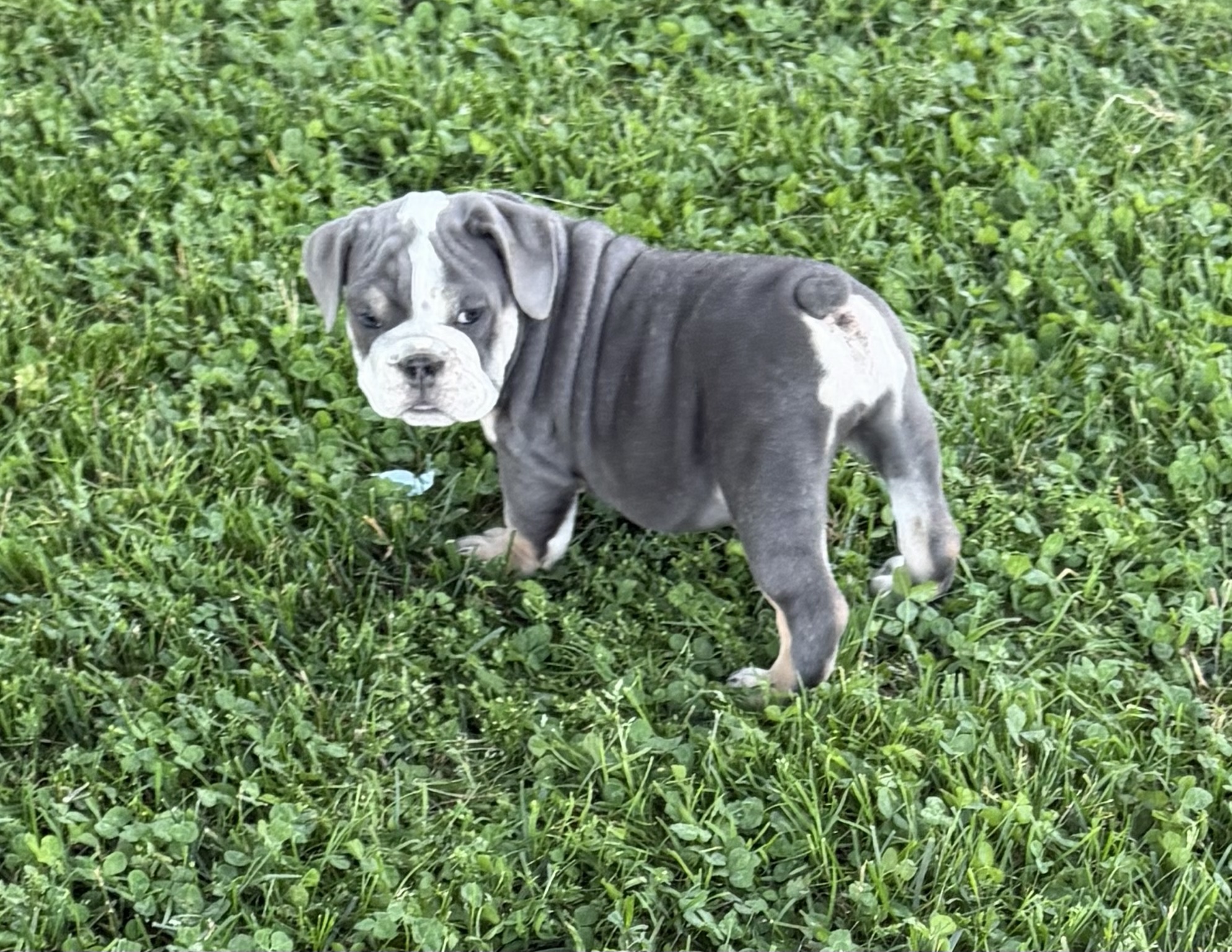 AKC Blue Tri Female - Image 2