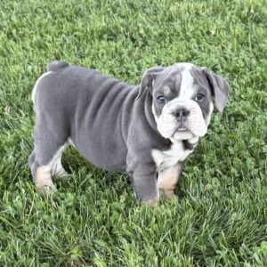 AKC Blue Tri Female