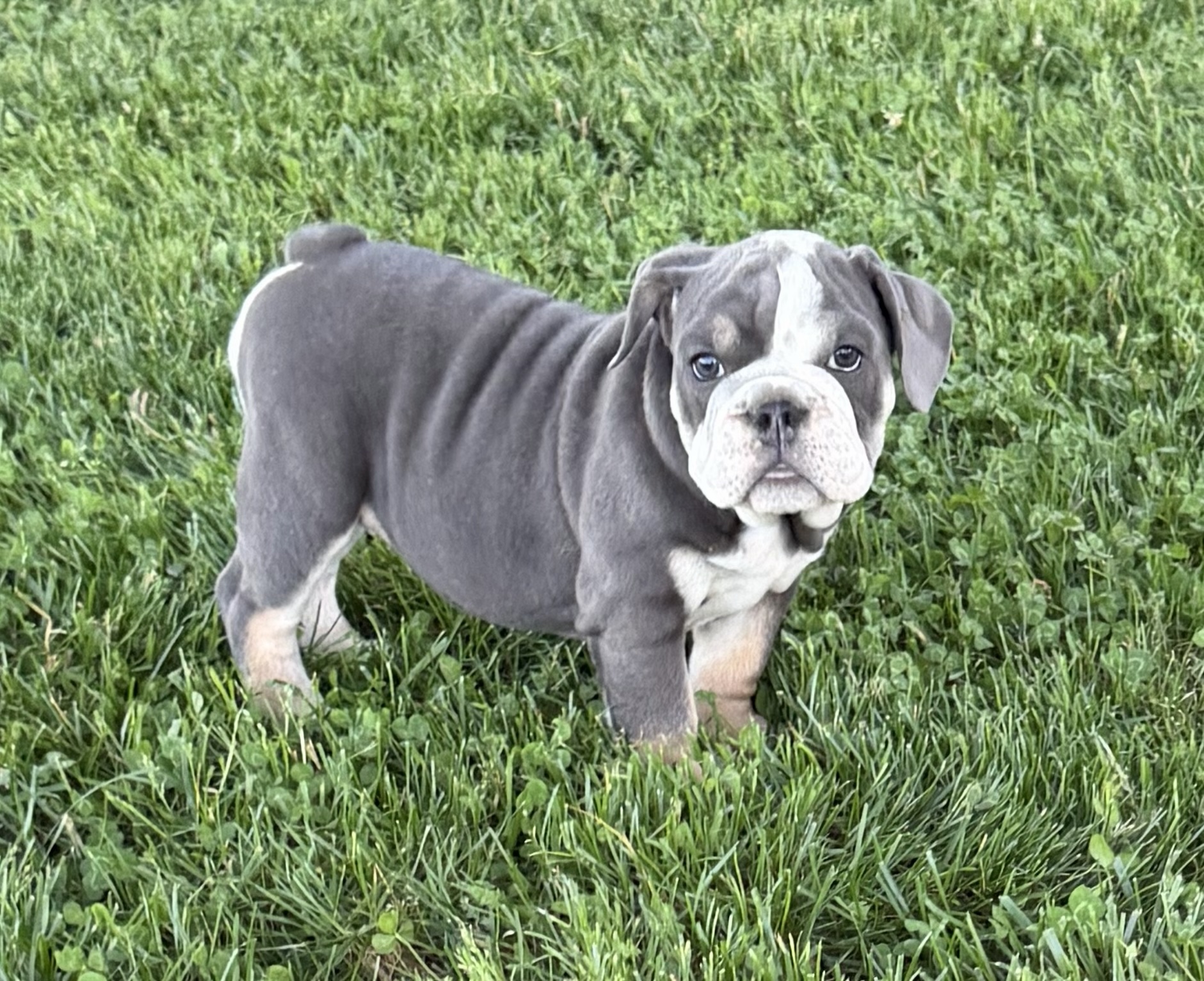 AKC Blue Tri Female
