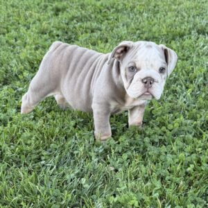 AKC Lilac Male