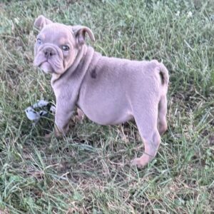 AKC Lilac Female