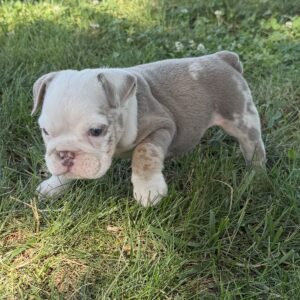 AKC Merle Lilac Male