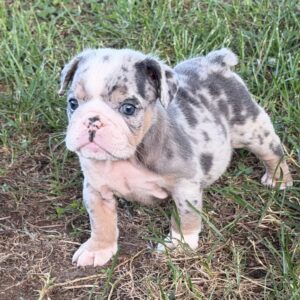 AKC Merle Blue Female