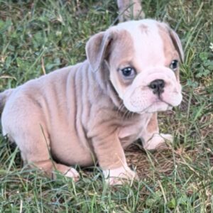 AKC Blue Fawn Female