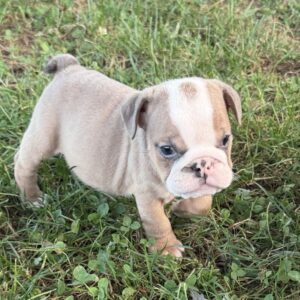 AKC Blue Fawn Female