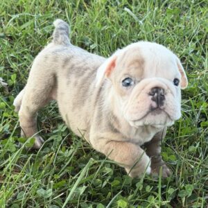 AKC Merle Blue Female