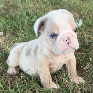 AKC Merle Blue Female