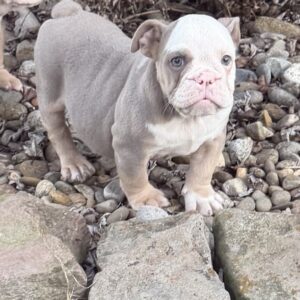 AKC Lilac Female