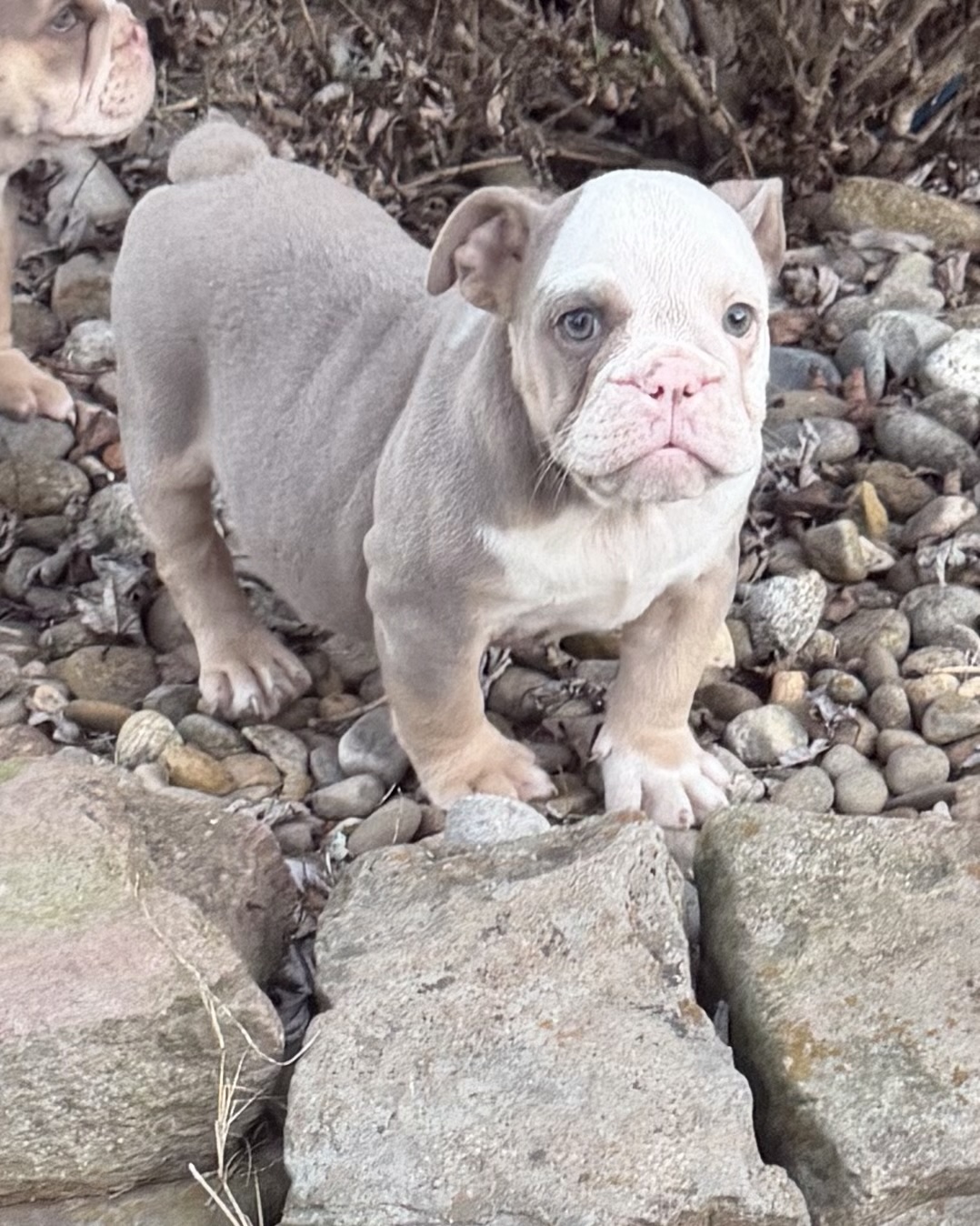 AKC Lilac Female